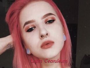 Lupin_Cearuleum