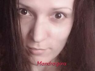 Mandragora
