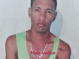 Male_stallion
